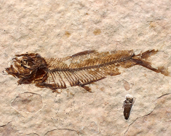 米国ワイオミング州を代表する化石、絶滅古代魚。ナイティア（Knightia