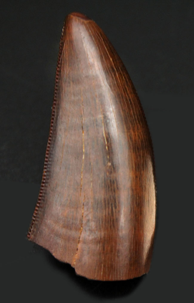 完全無欠と形容しても足りない。ザ・パーフェクト、ティラノサウルス