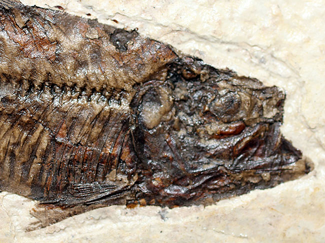 極上の保存状態！5千万年前の魚、ナイティア魚化石(Knightia)の全身
