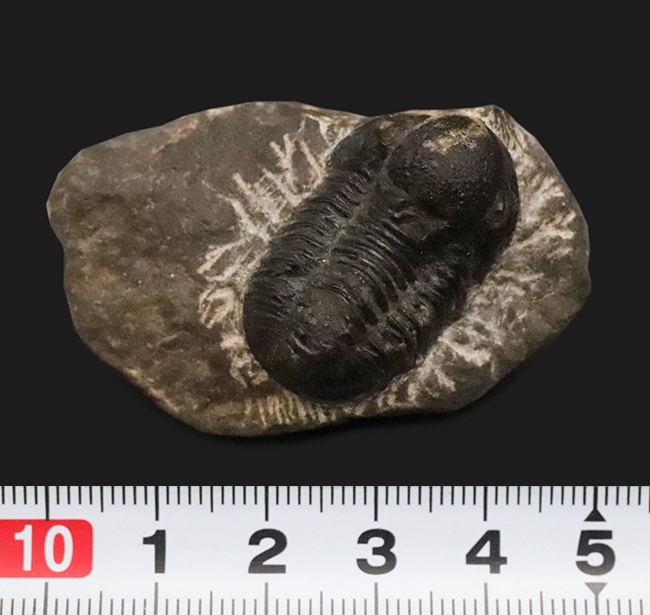 モロッコ・デボン紀の地層から採集された、愛らしい三葉虫、ゲラストス