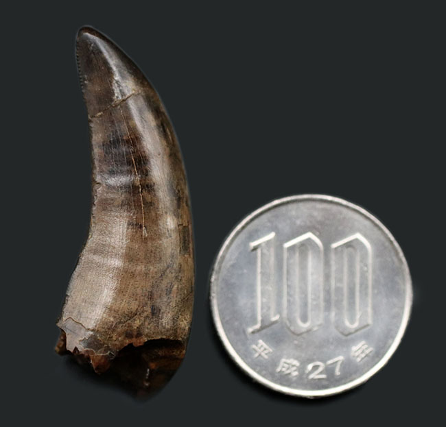 非常に美しいエナメル質とフォルム！幻の恐竜、ナノティラヌス