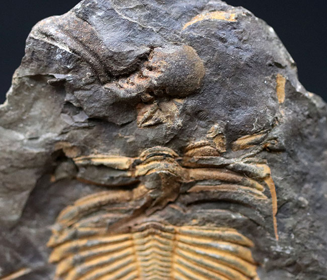 レア三葉虫のコロノセファルス（Coronocephalus sp.）の部分化石。裏面