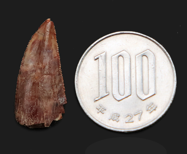 保存状態良好＆ナチュラル！モロッコのケムケム層から発見、採集された