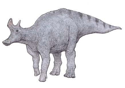 ベリーレア！鳥脚類恐竜、ランベオサウルス（Lambeosaurus）の腕の骨
