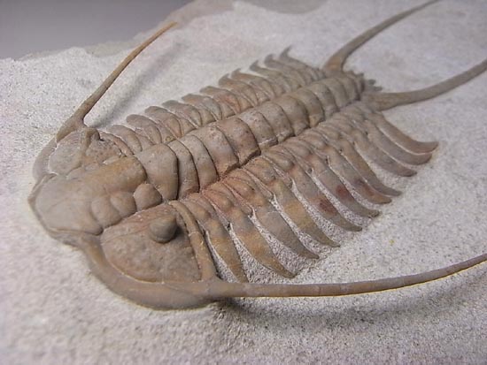 ロシアントリロバイトの王様、希少種パラセラウルス 三葉虫 販売