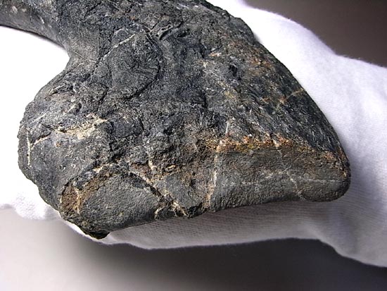 世界最高レベルのアロサウルスのかぎ爪（ハンドクロウ） 恐竜 販売