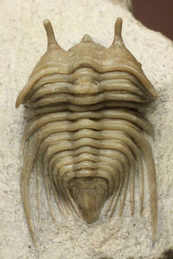 あの愛らしい繊細三葉虫が登場！ロシア産希少種キベレ・ベラトゥラ