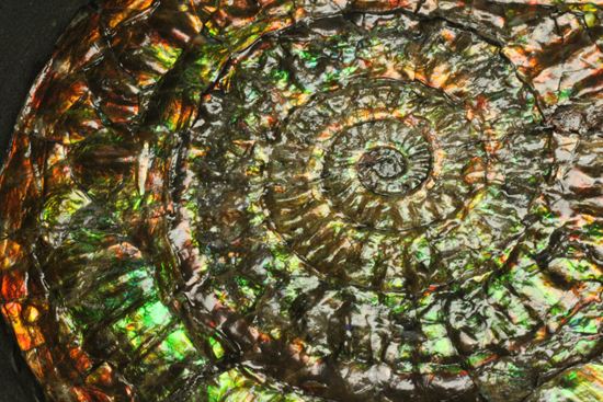 最高級の輝きカロセラス・ジョンストニ（Caloceras Johnstoni）マルチ