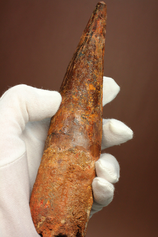 度肝を抜くサイズ！スピノサウルスの巨大歯(Spinosaurus) 恐竜 販売