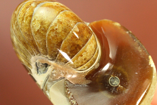 味わい深い色のオウムガイ(Nautilus)の美化石 アンモナイト 販売