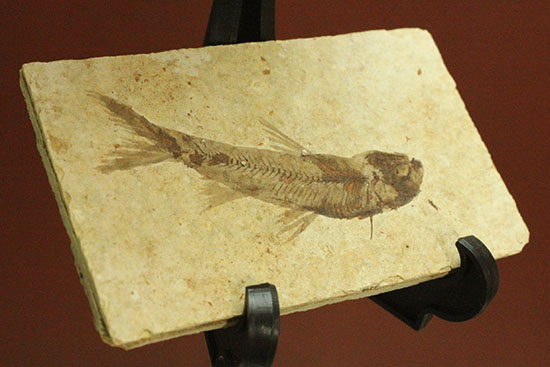 優秀な保存状態。約5000万年前の魚化石ナイティア(knightia) 化石 販売