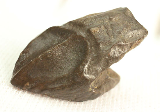 先端が欠けていない、かつ希少なダブルルートを持つトリケラトプスの歯