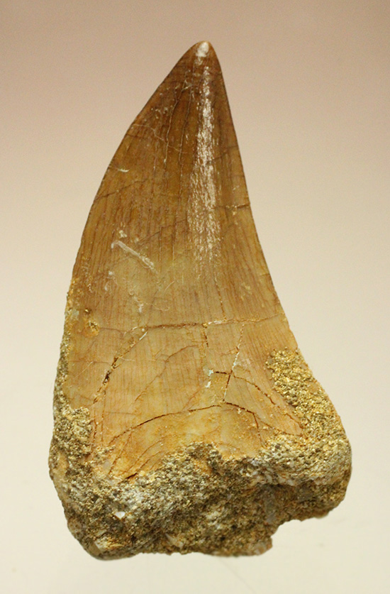 幅広！海のティラノサウルスの異名をもつ、白亜紀モササウルスの歯化石