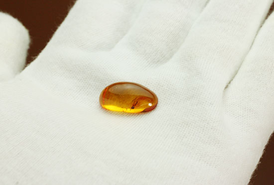 ロマンあふれる「蚊」を内包した美しい虫入り琥珀。/新生代（6600万年