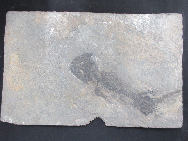 ペルム紀の両生類 ディスコサウリスクスの化石 | 商品一覧 | KASEKIYA