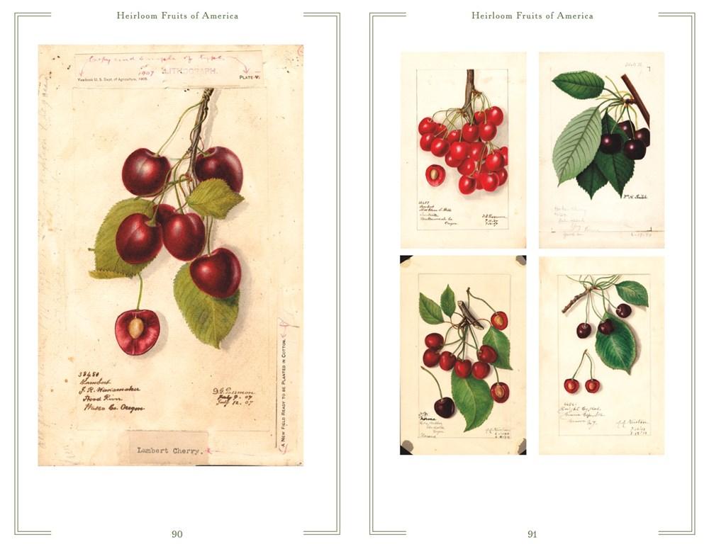 Heirloom Fruits of America – Kitchen Arts & Letters