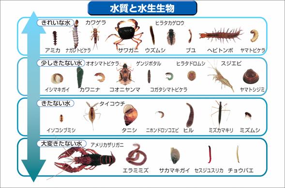 川の生物図典 : 植物・陸生昆虫・水生昆虫・魚類・鳥類・ヒル類・クモ類・