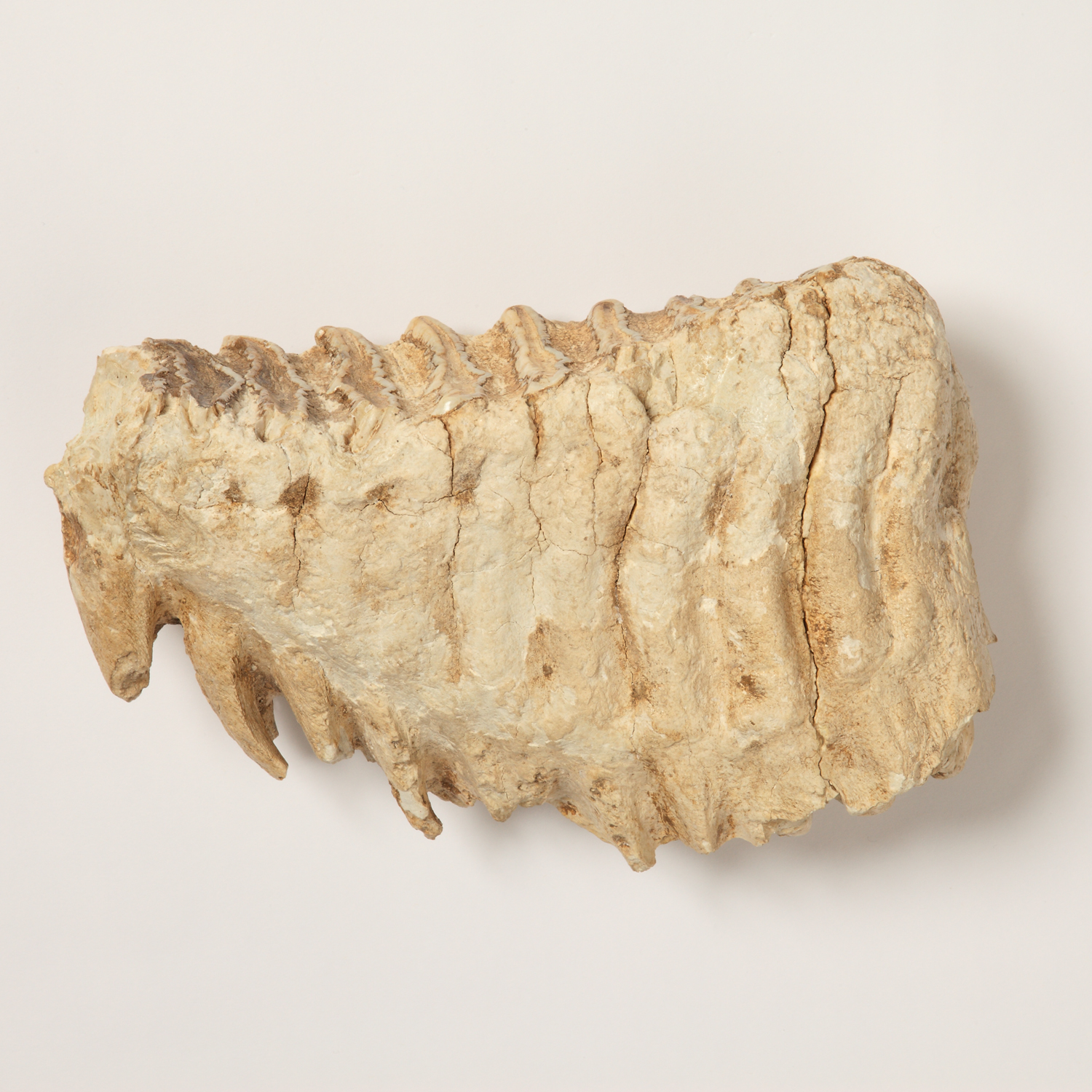 故乡的宝藏｜青森県立郷土館 Aomori Prefectural Museum