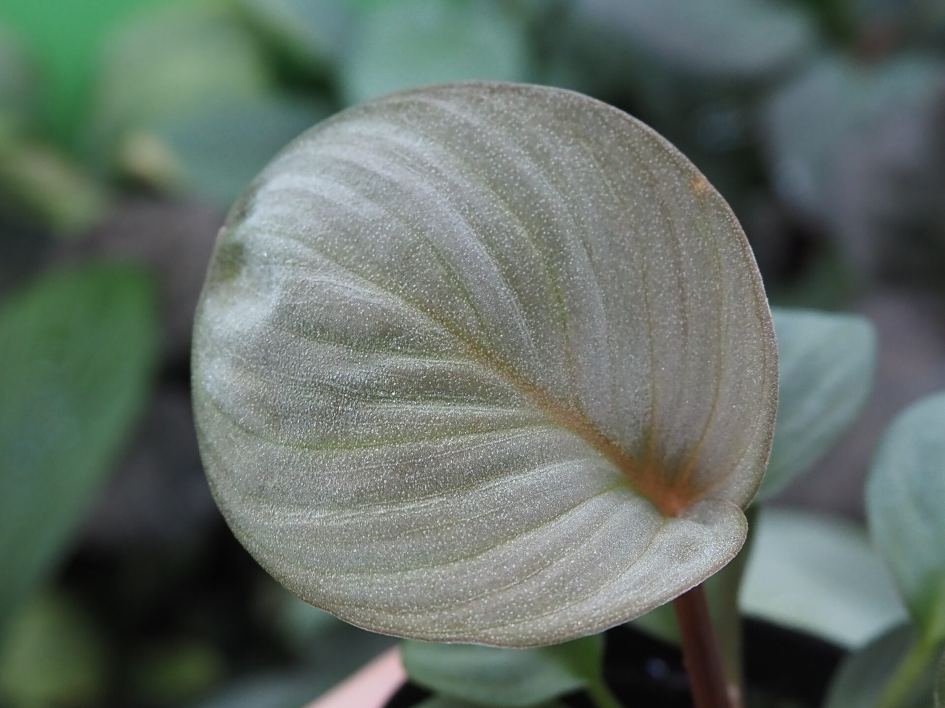 Rooted ! Homalomena sp. 月輪 Sumatera utara LA Rec130 F1 - KZT