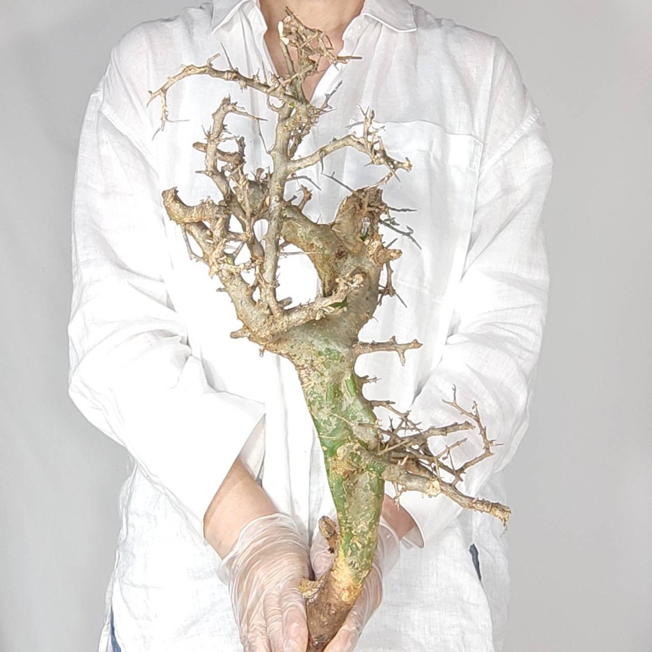 塊根植物専門『ハコネコオークション』開催中