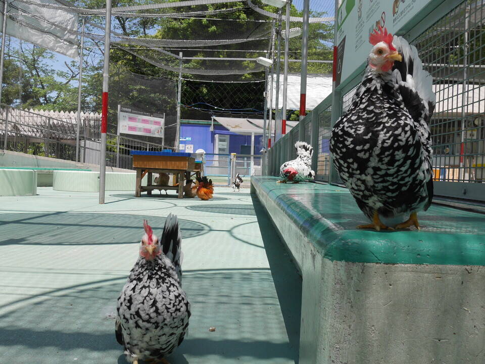 ニワトリたちも元気ですよ～！|なかよしタイムズ｜ブログ|野毛山動物園