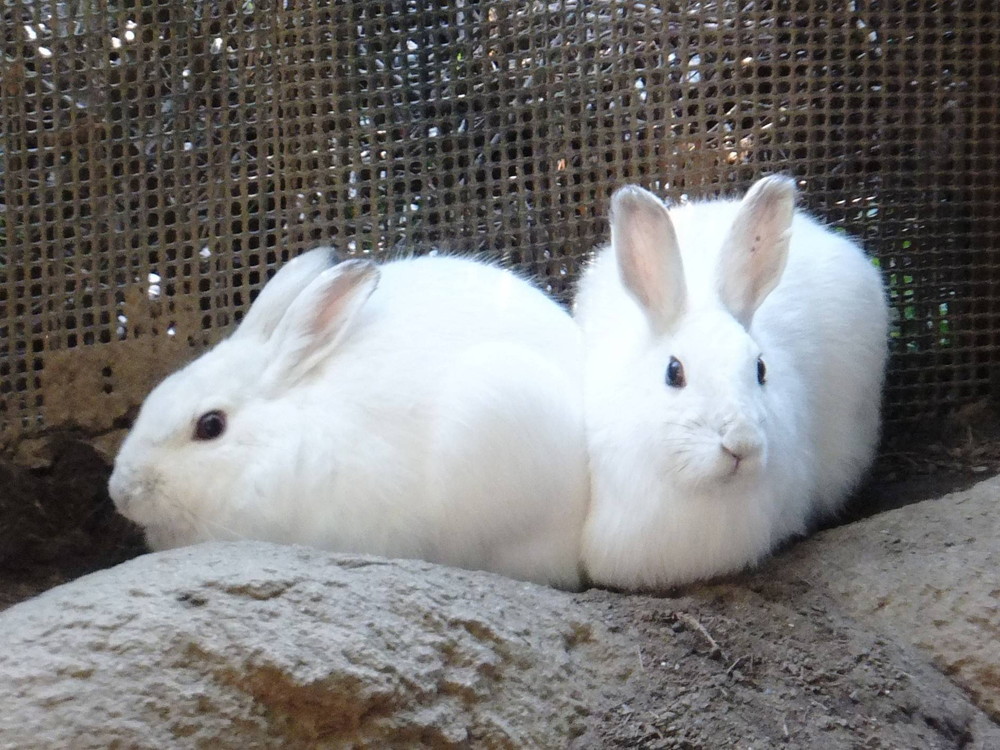 ノウサギ・セリの仔、性別判明！！|飼育日誌｜ブログ|よこはま動物園