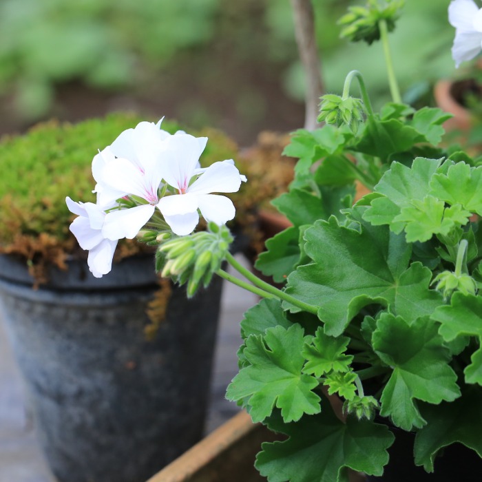 産地直送】秋田緑花農園のゼラニウム（7種）セット | アトリエ華もみじ