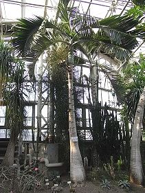 徳利椰子（トックリヤシ）