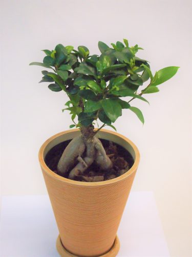 観葉植物】ガジュマル | 花の店サトウ 公式サイト
