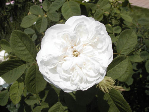 オールドローズつるバラ大苗 アルベリック バルビエ Herb&Rose バラ苗