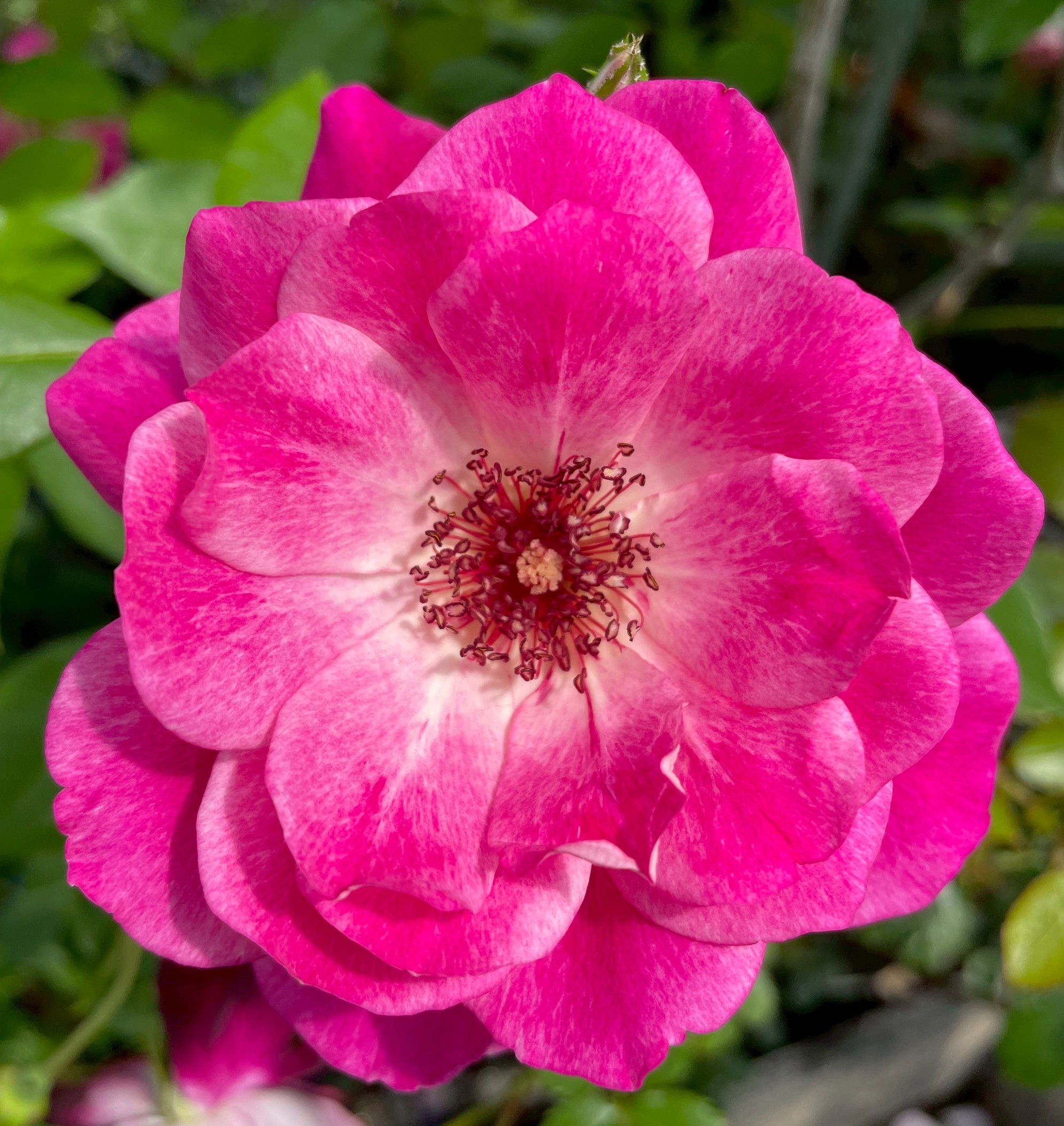 四季咲きバラ大苗 ブリリアントピンクアイスバーグ Herb&Rose バラ苗