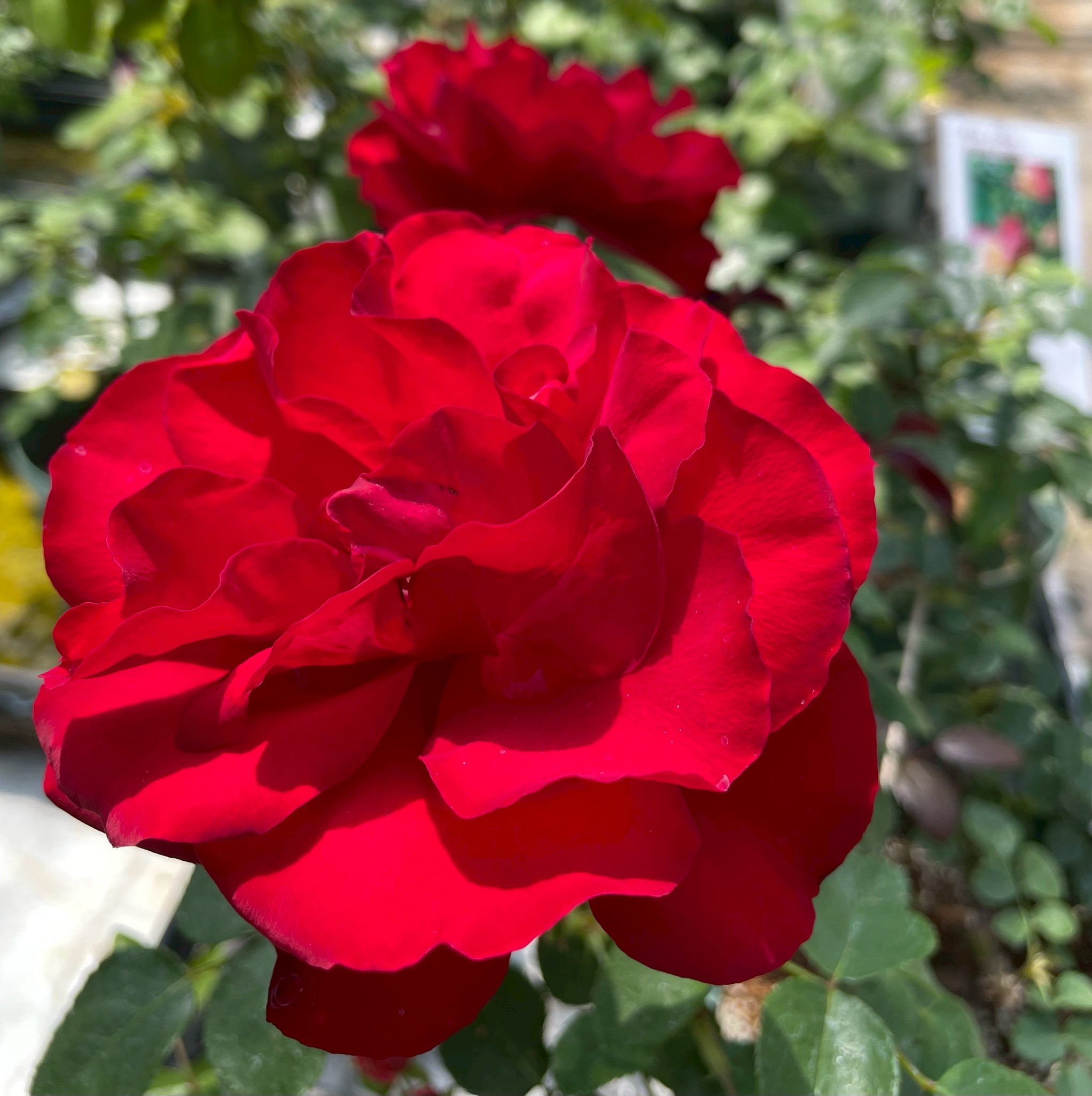 つるバラ 四季咲き大苗 ダブリンベイ Herb&Rose バラ苗販売 商品詳細