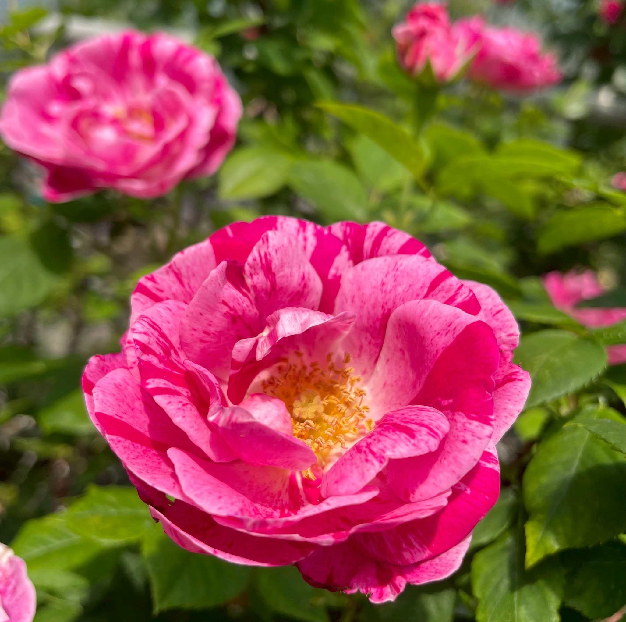 オールドローズ大苗通信販売 ハイブリッドパーペチュアルローズ バラ苗