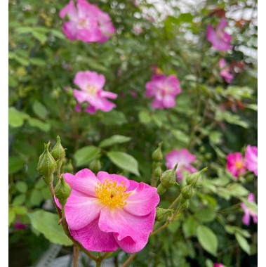 半つるバラ 四季咲き大苗 ラベンダードリーム Herb&Rose バラ苗販売