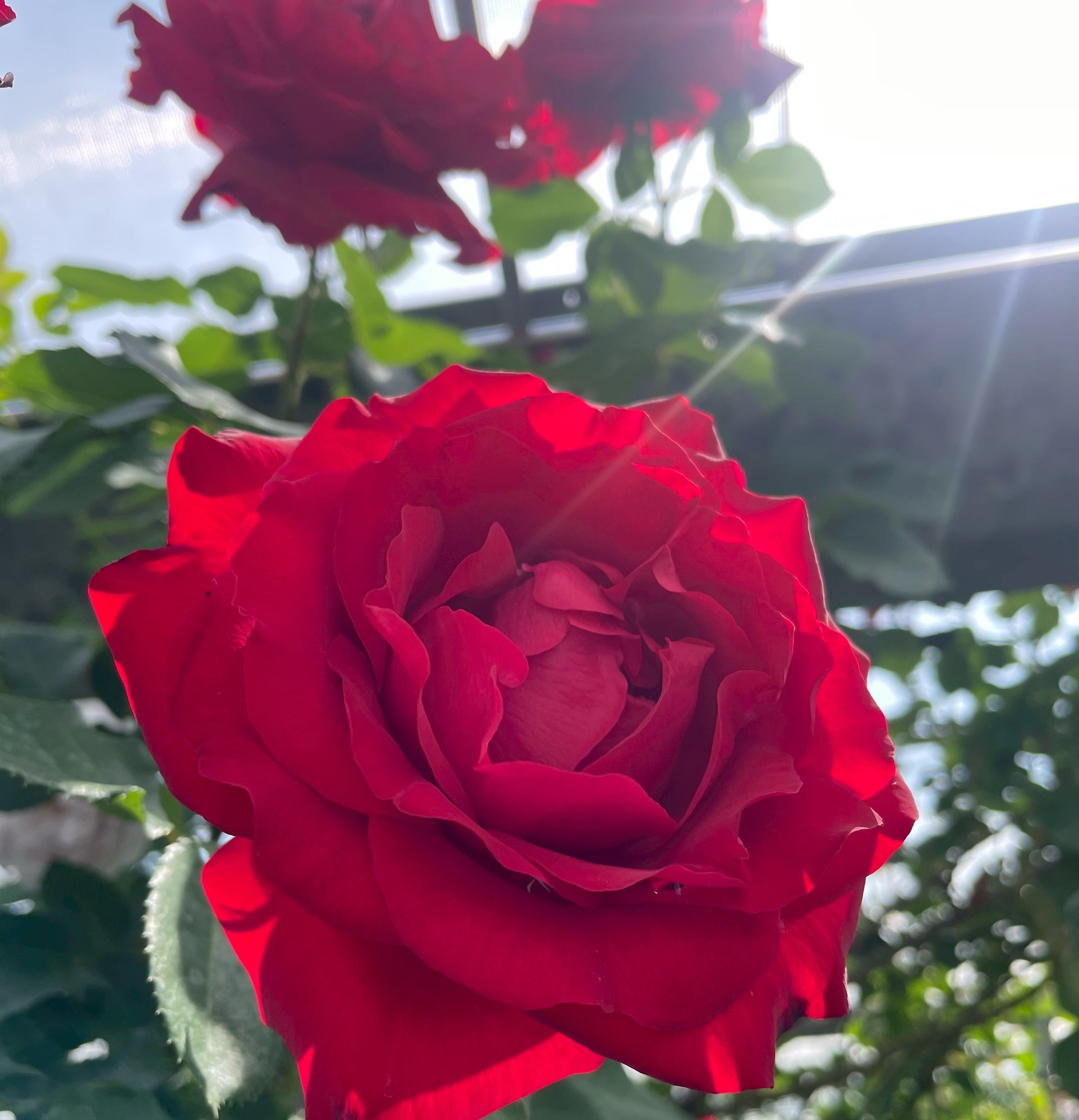 セダム苗販売 オーレウスミックス Herb&Rose 商品詳細 Herb＆Rose