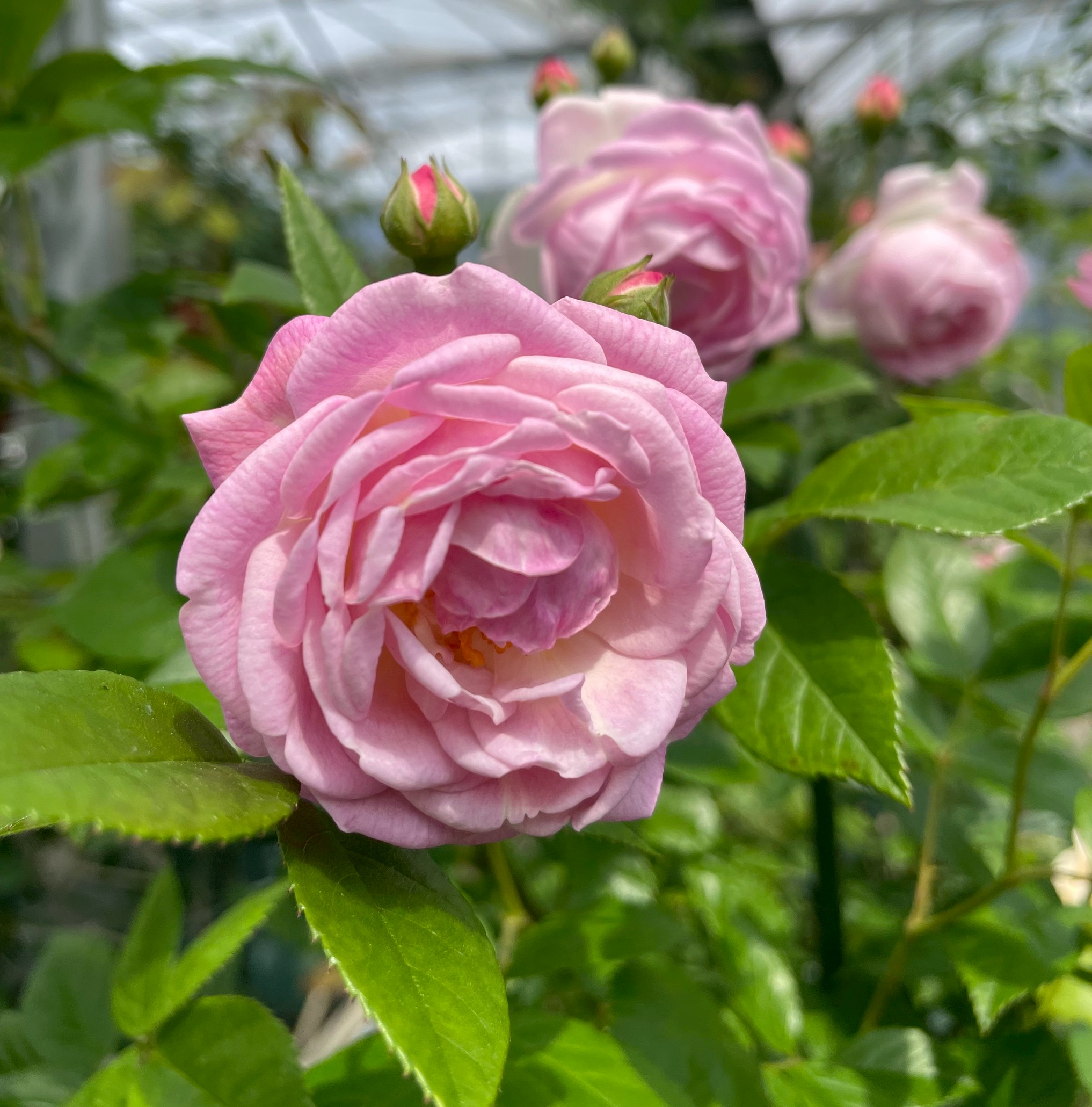 オールドローズ四季咲き大苗 ルイフィリップ バラ苗販売 Herb&Rose