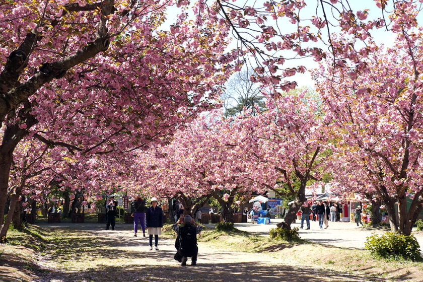 関山が満開】弘前公園 園内の桜の様子（2024年5月1日） - 弘前さくら