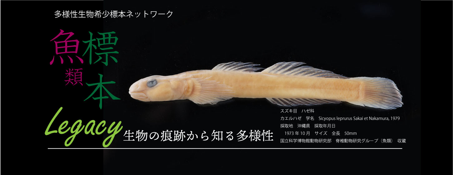 オオゴマシジミ | 【標本ナビ】多様性生物希少標本ネットワーク