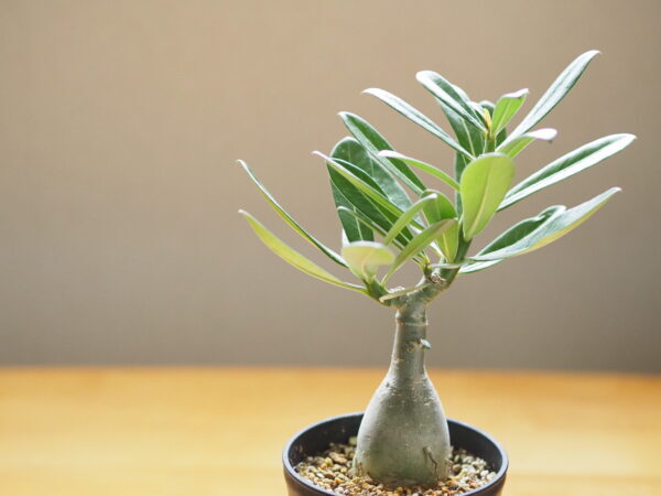 塊根植物（コーデックス）の育て方｜魅力や栽培のコツ、おすすめ品種15