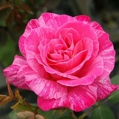 相原バラ園 / ピンク・ピース（HT）【冬苗】