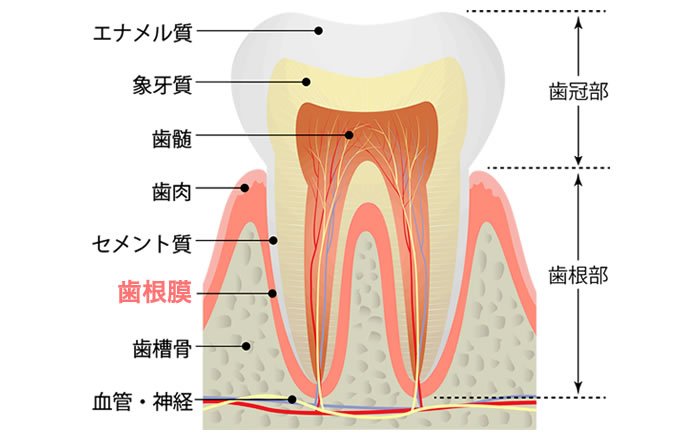 バイオインプラントについて～歯根膜再生を目指す次世代治療の研究と