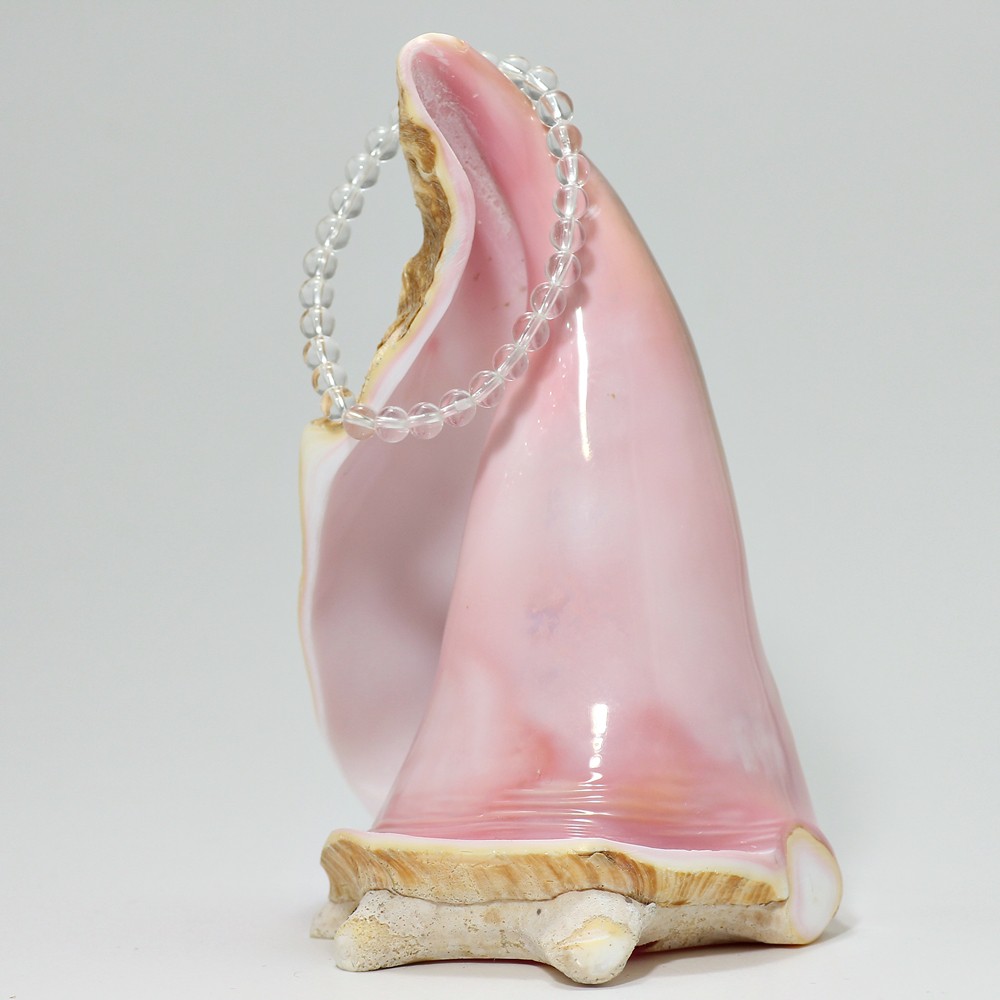 クィーンコンクシェル（コンク貝置物・虹入り） - 埼玉県吉川市の