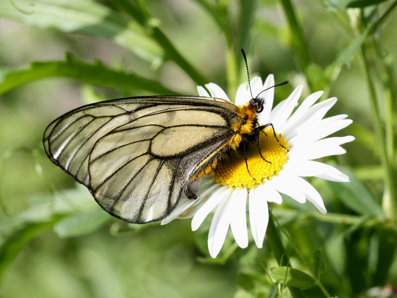 ウスバシロチョウ