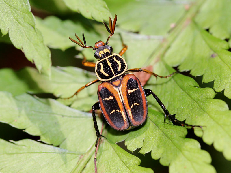 オオトラフハナムグリ（オオトラフコガネ）