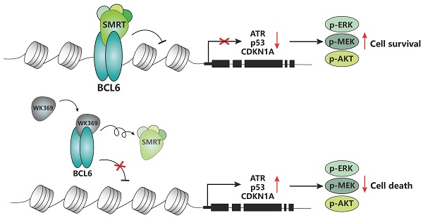 Selectively targeting BCL6 using a small molecule inhibitor is a