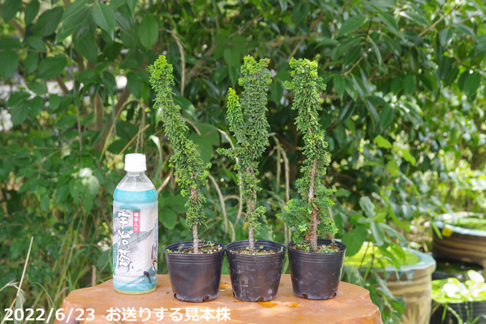 山野草の石田精華園 / セッカヒノキ 3号(9cmポット) 【石化檜 石化