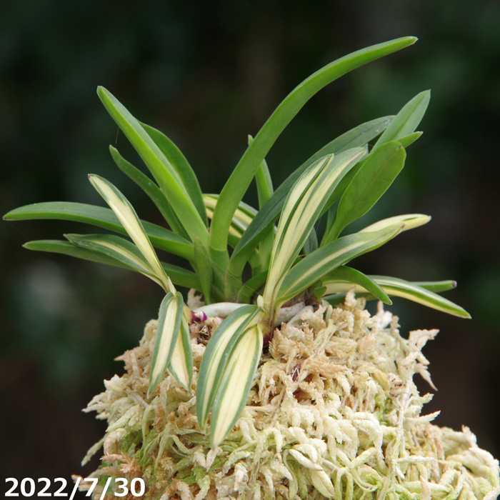 山野草の石田精華園 / 富貴蘭