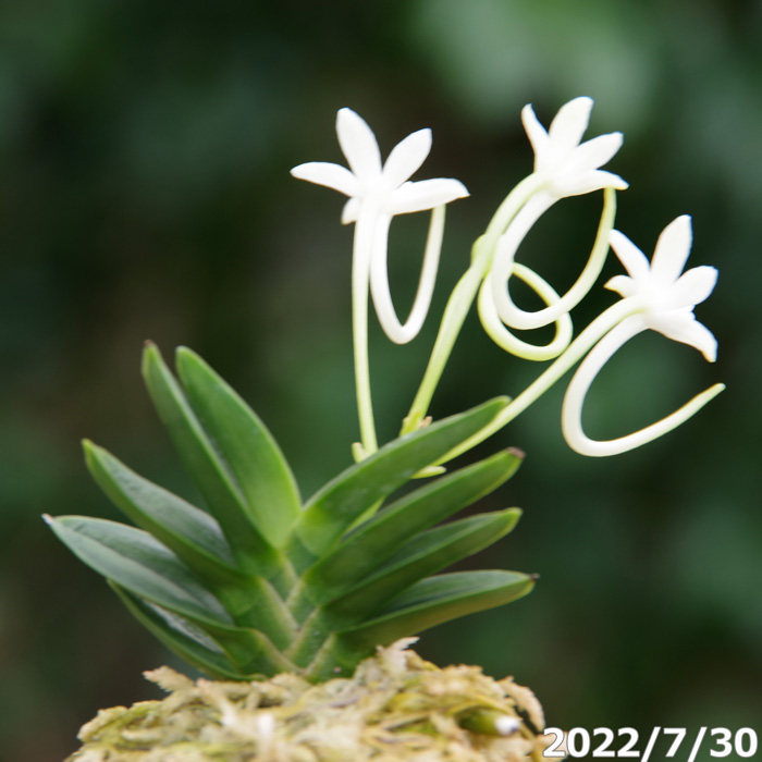 山野草の石田精華園 / 富貴蘭