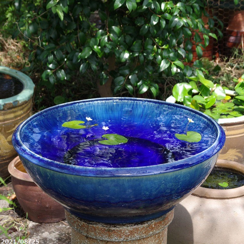 信楽焼 睡蓮鉢 メダカ鉢 おしゃれ めだか鉢 信焼 睡蓮鉢 メダカ鉢