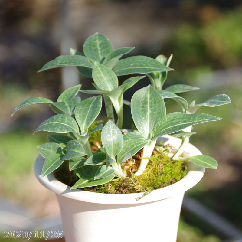 山野草の石田精華園 / シュスラン類